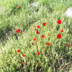 ... und immer wieder Mohn