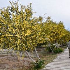 Eine blühende Mimosenallee auf dem Weg zum Strand.