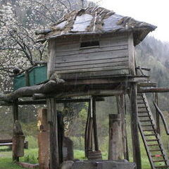 Baumhaus unter blühender Kirsche