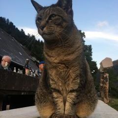 Und immer dabei: Die Katzen vom Maierhof