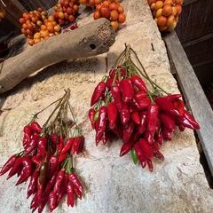 Impressionen der Masseria bei Tag - Wintertomaten und anderes Gemüse zum Trocknen.