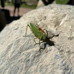 Besuch an einem der zu bearbeitenden Steine