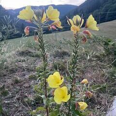 Bei aller Trockenheit zeigen die Nachtkerzen ihre Bl&uuml;tenpracht
