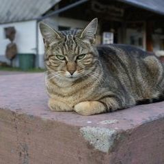 Hauskatze Gina genießt die aufgewärmte Altarplatte am Abend