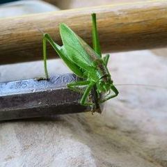 Kleine Besucherin erfreut sich an handgewärmten Meißel